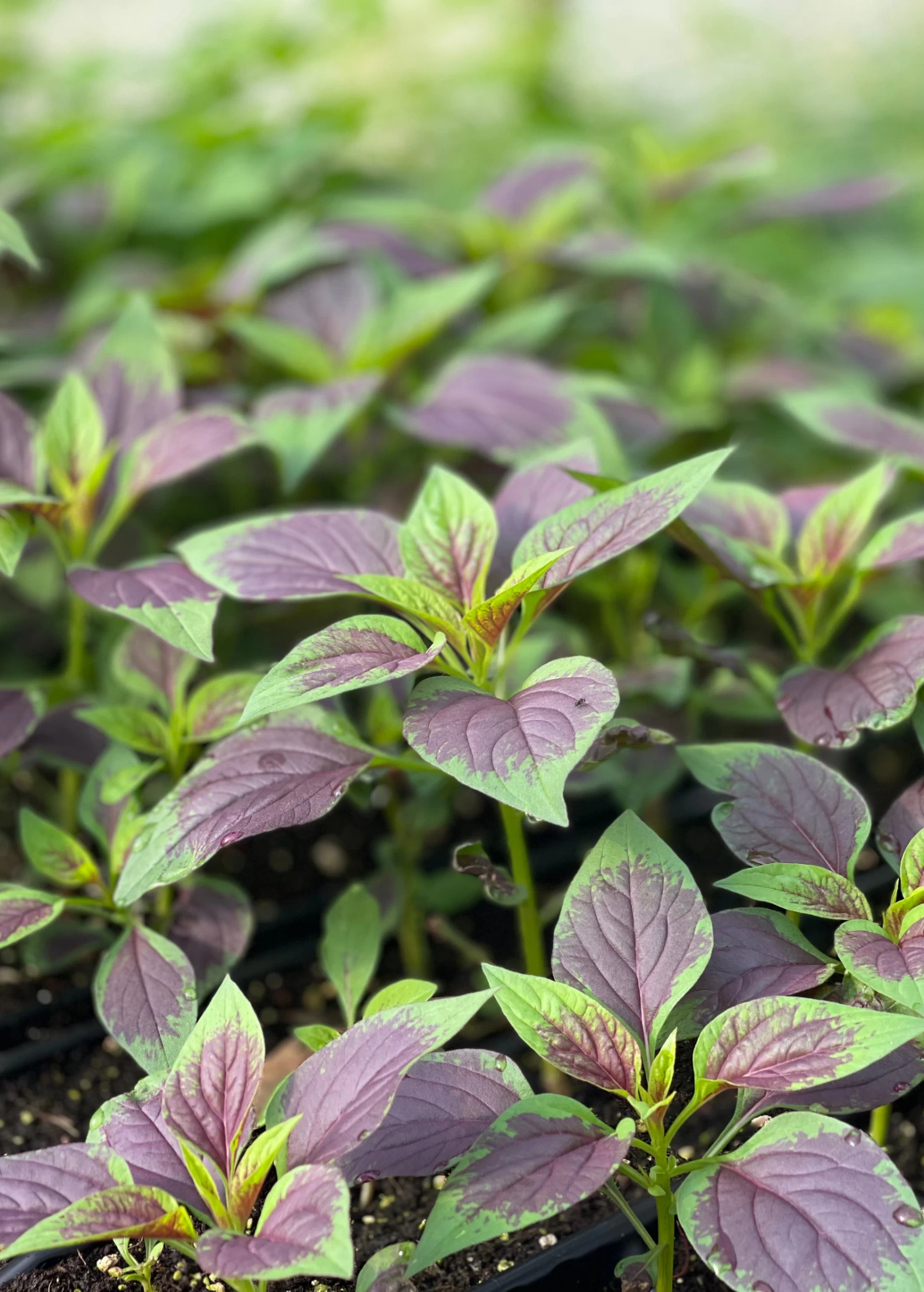 Lagos Spinach (Celosia Argentea) 3 Lagos Spinach (Celosia Argentea)