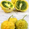 Kiwano, Yellow Round (Cucumis Metuliferus)
