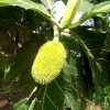 Breadnut (Brosimum Alicastrum) 1 Breadnut (Brosimum Alicastrum) -Plant Care Shop livebreadnutfruittreeforsaleSowExotic