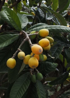 Loquat 'Christmas' (Eriobotrya Japonica) -Plant Care Shop loquat 2 1610px X 2250px