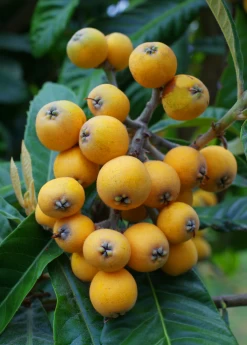 Loquat 'Christmas' (Eriobotrya Japonica) -Plant Care Shop loquat fruit