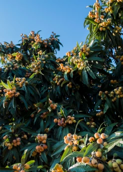 Loquat 'Christmas' (Eriobotrya Japonica) -Plant Care Shop loquat tree