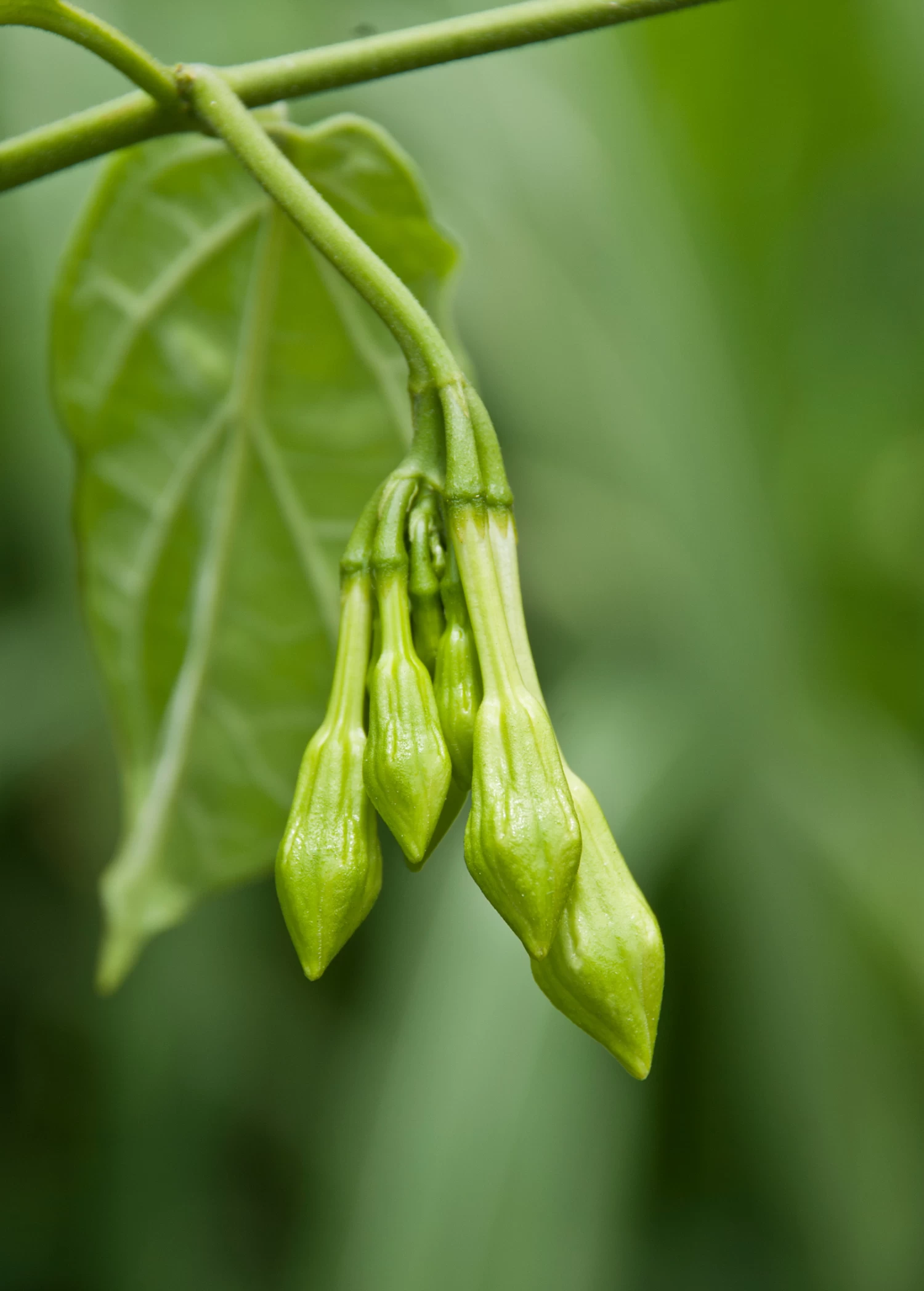 Loroco (Fernaldia Pandurata) 3 Loroco (Fernaldia Pandurata)