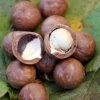 Macadamia 'Queen Anne' (Macadamia Integrifolia) -Plant Care Shop macadamianutfruittreeforsalesowexoticnursery 1