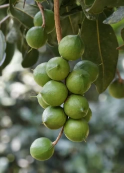 Macadamia 'Queen Anne' (Macadamia Integrifolia) -Plant Care Shop macadamianutfruittreeforsalesowexoticnursery 2
