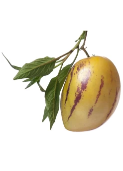 Pepino Dulce (Solanum Muricatum) -Plant Care Shop pepino dulce on white background