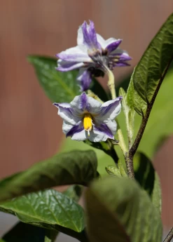 Pepino Dulce (Solanum Muricatum) -Plant Care Shop pepinoplantforsale 1