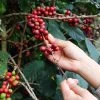 Coffee (Coffea Arabica) -Plant Care Shop production of coffee beans harvested by hand