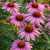 Echinacea, Purple Coneflower (Echinacea Purpurea) -Plant Care Shop purple coneflower echinacea echinacea purpurea