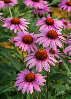 Echinacea, Purple Coneflower (Echinacea Purpurea)