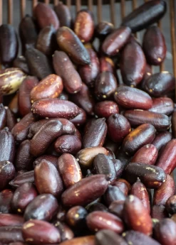 Red Finger Lime (Citrus Australasica) -Plant Care Shop redfingerlimefruittreeliveplantforsalesowexotic 2