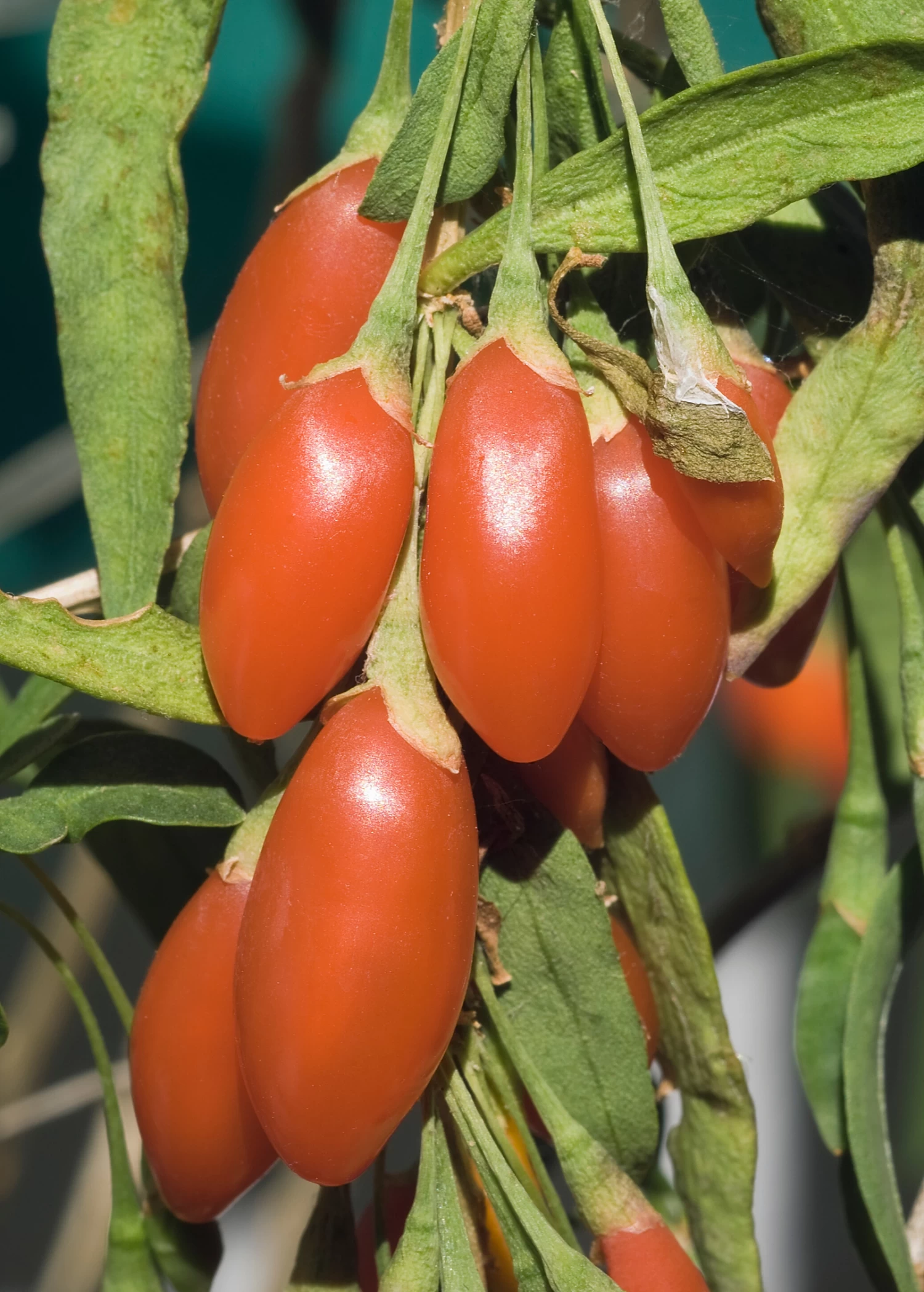 Red Goji Berry (Lycium Barbarum) 4 Red Goji Berry (Lycium Barbarum) - Image 2