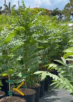 Featured Products -Plant Care Shop redhogplum