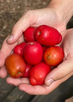Jocote, Red (Spondias Purpurea)