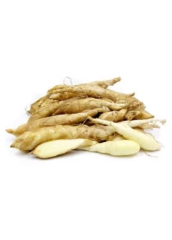 Arrowroot (Maranta Arundinacea) 7 Arrowroot (Maranta Arundinacea) -Plant Care Shop regulararrowrootMarantaarundinacea