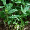 Arrowroot (Maranta Arundinacea) -Plant Care Shop regulararrowrootMarantaarundinacea 1
