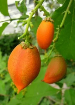 Peanut Butter Fruit (Bunchosia Argentea) -Plant Care Shop ripe peanut butter fruit 1