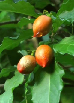 Peanut Butter Fruit (Bunchosia Argentea) -Plant Care Shop ripe peanut butter fruit 2