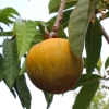 Ross Sapote (Pouteria) -Plant Care Shop ross sapote tree for sale sow exotic