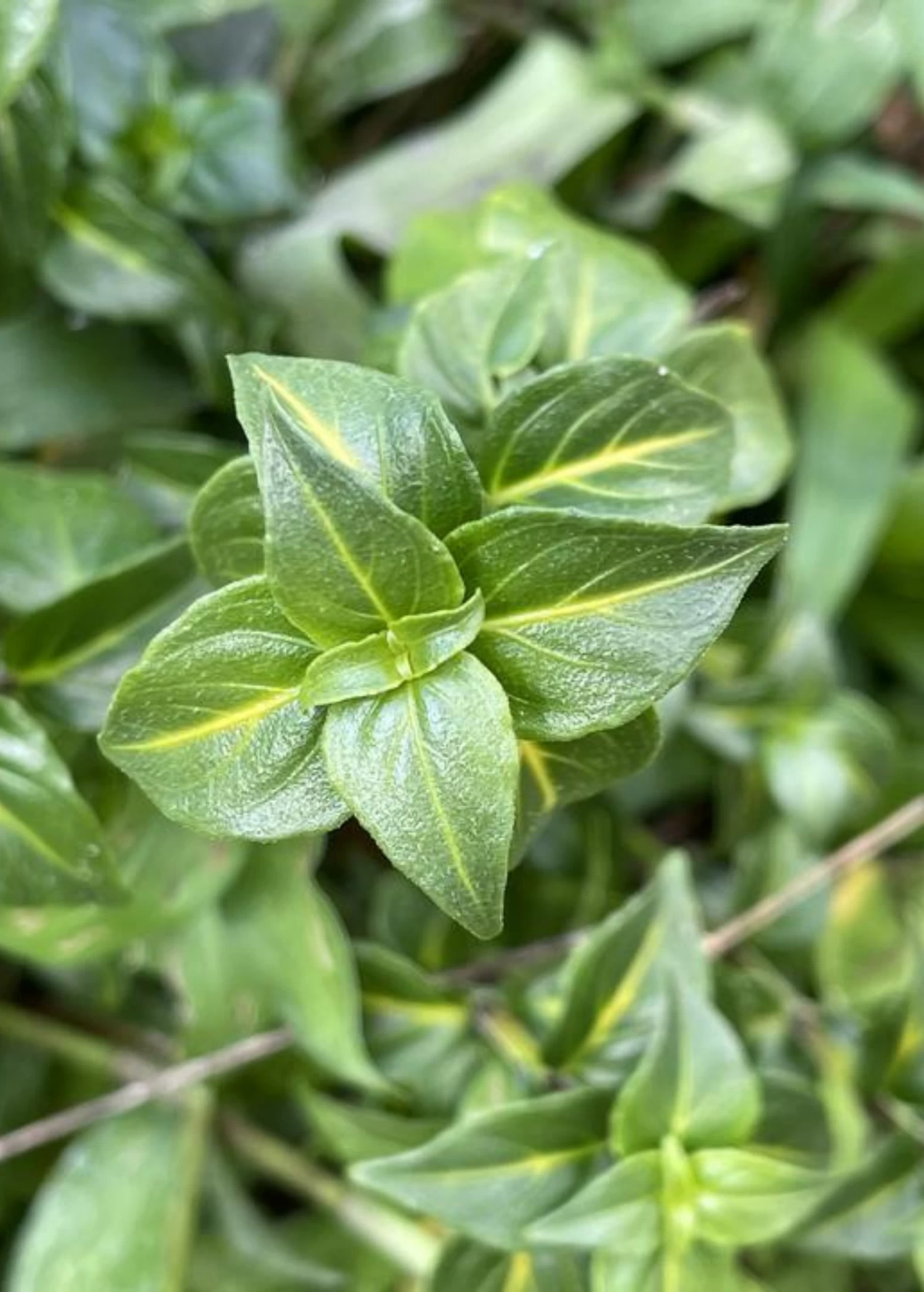 Mushroom Herb (Rungia Klossii) 3 Mushroom Herb (Rungia Klossii)