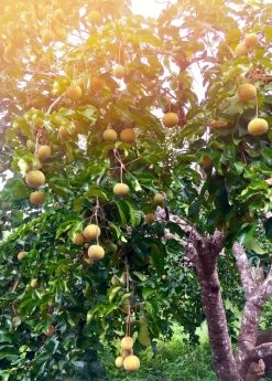 Santol (Sandoricum Koetjape) -Plant Care Shop santol fruit tree sow exotic