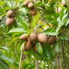 Sapodilla 'Alano' (Manilkara Zapota) -Plant Care Shop sapodillafruittreeplantforsalesowexoticplantnursery