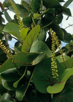 Sea Grape (Coccoloba Uvifera) -Plant Care Shop seagrapeCoccolobauviferaplantforsalesowexotic