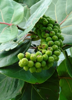 Sea Grape (Coccoloba Uvifera) -Plant Care Shop seagrapeCoccolobauviferaplantforsalesowexotic 1