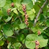 Sea Grape (Coccoloba Uvifera) -Plant Care Shop seagrapeCoccolobauviferaplantforsalesowexotic 6
