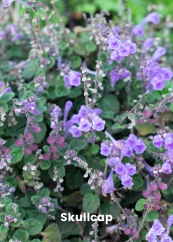 Adaptogen Herb Bundle: Gotu Kola, Skullcap, Ashwagandha, Tulsi -Plant Care Shop skullcap plant for sale for sale SowExotic.com