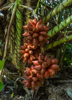 Featured Products -Plant Care Shop snake fruit salacca fruit tree croppex jpg