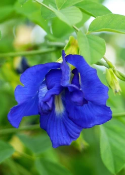 Butterfly Pea (Clitoria Ternatea) -Plant Care Shop sow exotic live butterfly pea plant for sale