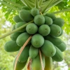Papaya, 'Dwarf Red Lady' (Carica Papaya) -Plant Care Shop sowexoticpapaya