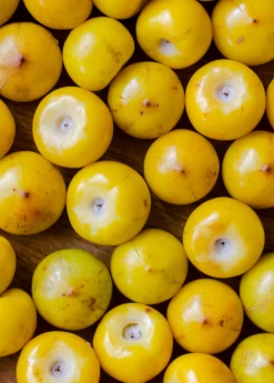 Nance (Byrsonima Crassifolia) -Plant Care Shop sowexoticplantnurserygardennancenanche byrsonima crassifolia