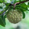Sugar Apple Seedling (Annona Squamosa) -Plant Care Shop sugarappleannonafruittreeplantforsalesowexoticnurseryharvestingtealeavescameliasinensis