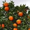 Sunburst Tangerine (Citrus Reticulata) -Plant Care Shop tangerinetree
