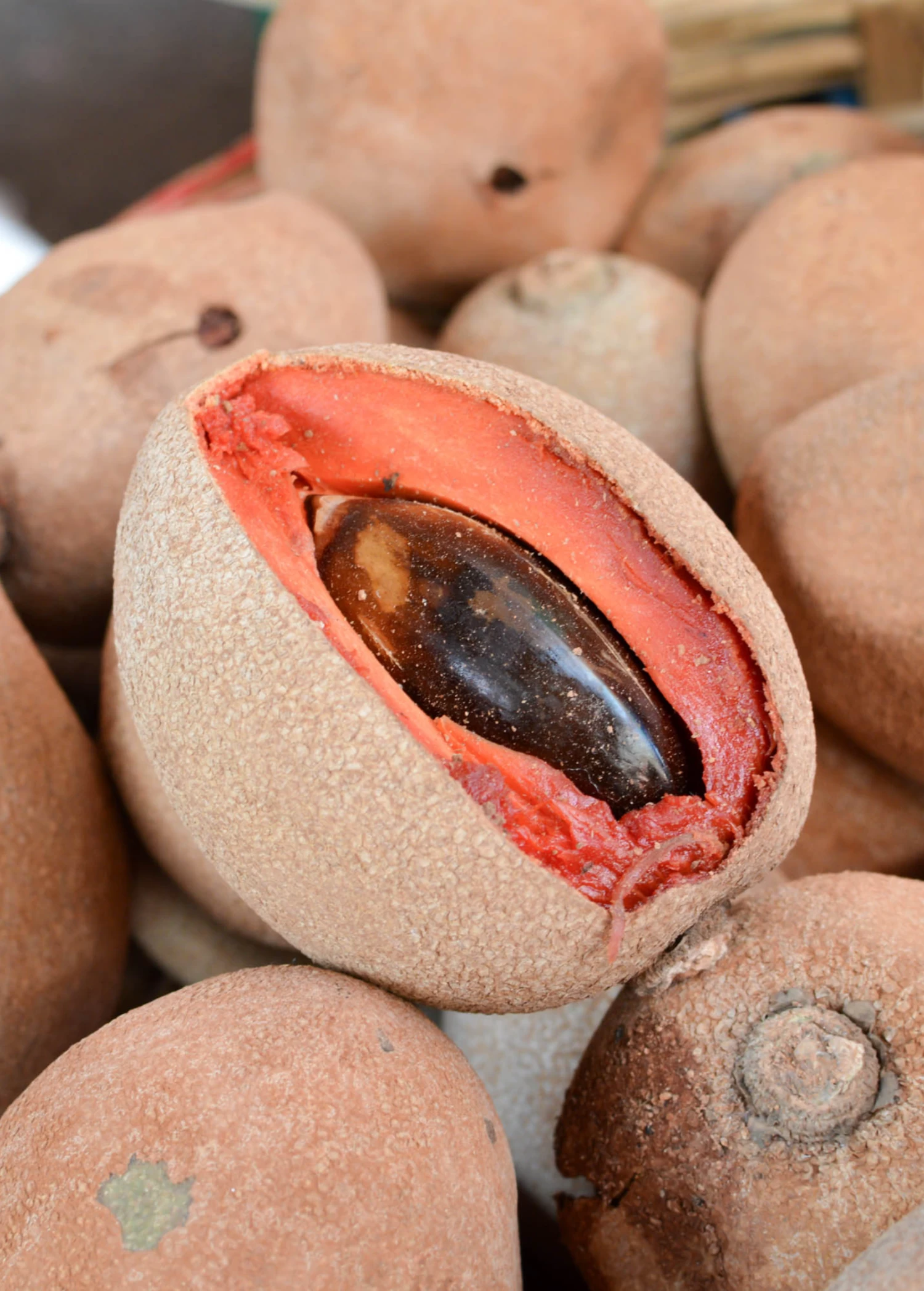 Mamey Sapote 'Tazumal' (Pouteria Sapota) 3 Mamey Sapote 'Tazumal' (Pouteria Sapota)