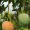 Mango 'Tebow' (Mangifera Indica) -Plant Care Shop tebowmangosowexoticliveplantforsale