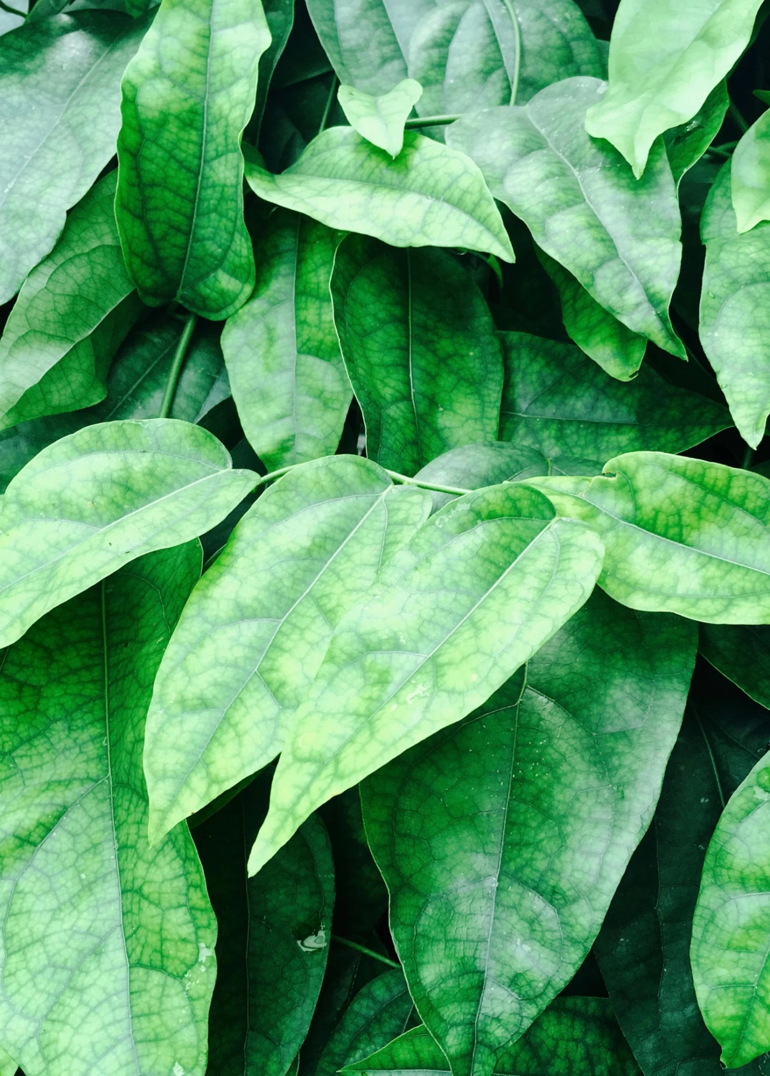 Yanang, Grass Jelly Vine (Tiliacora Triandra) 3 Yanang, Grass Jelly Vine (Tiliacora Triandra)