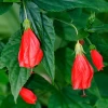 Turk's Cap (Malvaviscus Arboreus) -Plant Care Shop turkscap Malvaviscusarboreusvar.drummondii sowexotic