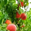 Peach 'UF Best' (Prunus Persica) -Plant Care Shop uf sun peach tree