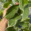 Malay Apple, Variegated (Syzygium Malaccense) -Plant Care Shop variegatedmalayapplesowexoticlivefruittreee