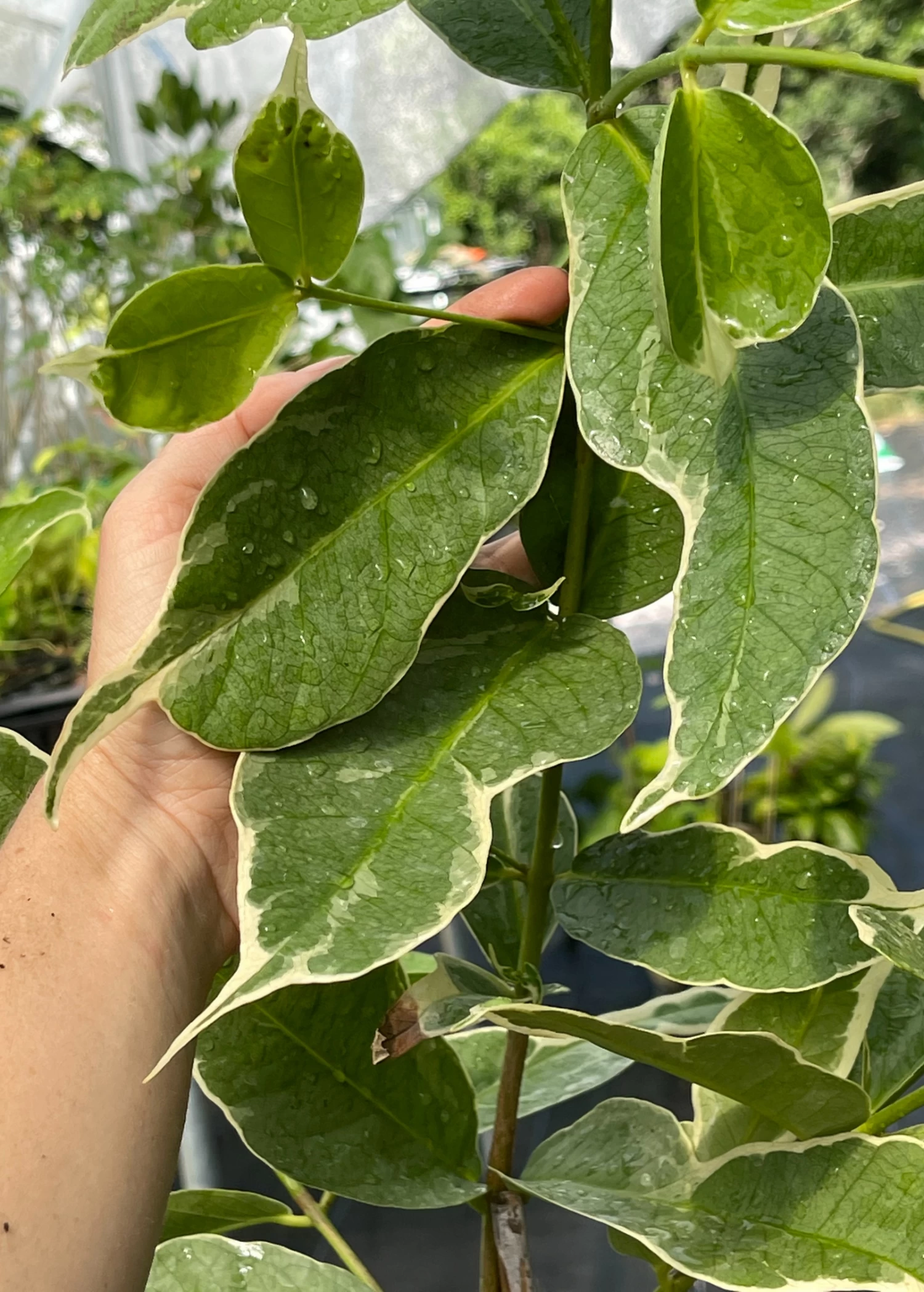 Malay Apple, Variegated (Syzygium Malaccense) 3 Malay Apple, Variegated (Syzygium Malaccense)