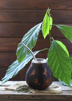 Yerba Mate (Ilex Paraguariensis) -Plant Care Shop yerba mate ilex paraguariensis yerba mate tea