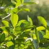 Yerba Mate (Ilex Paraguariensis) -Plant Care Shop yerba mate shrub ilex paraguariensis plant